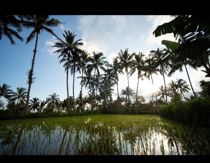 Citra Homestay Tetebatu Exteriér fotografie
