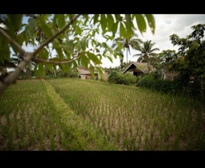 Citra Homestay Tetebatu Exteriér fotografie